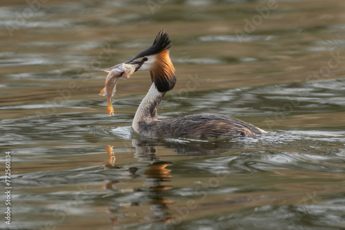 Great crested grebe  - Podiceps cristatus - swimming on lake with a caught fish - perch in its beak . Photo from Milicz Ponds in Poland. © PIOTR