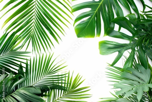 Lush green palm leaves creating a tropical border, isolated on white for versatile design applications