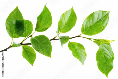 Lush green leaves on single branch, isolated on white, natural beauty captured