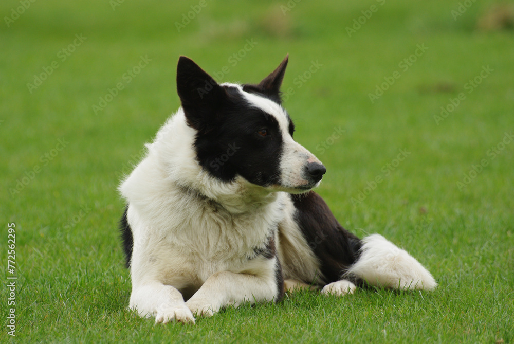 A black and white sheepdog at rest