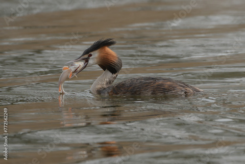 Great crested grebe - Podiceps cristatus - swimming on lake with a caught fish - perch in its beak . Photo from Milicz Ponds in Poland. photo