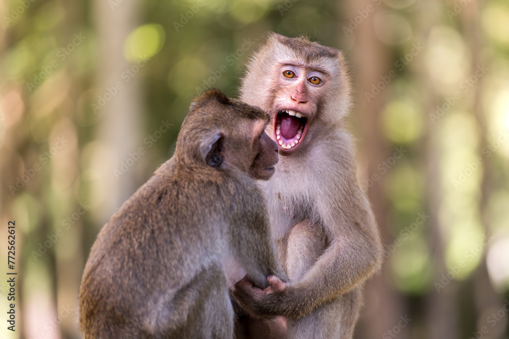 Two monkeys siblings playing in nature