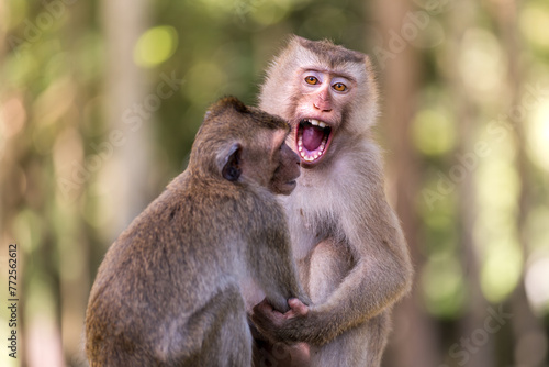 Two monkeys siblings playing in nature © Bruno