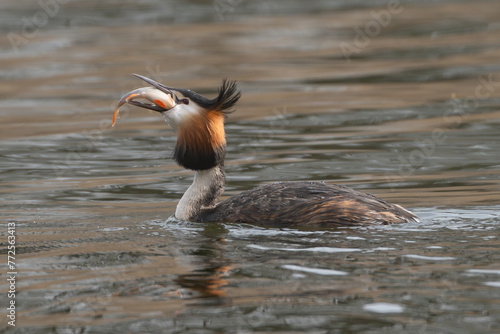 Great crested grebe - Podiceps cristatus - swallawing a caught fish - perch. Photo from Milicz Ponds in Poland.