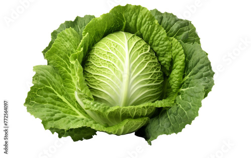 A head of lettuce resting on a white background, its vibrant green leaves glowing in the light