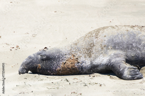 Elephant seal laying on a sand beach
