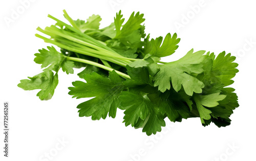 A vibrant bunch of parsley stands out against a white background
