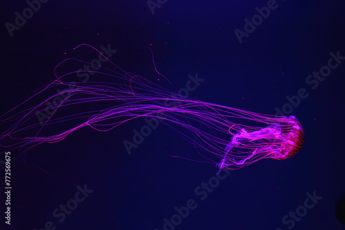 Fluorescent jellyfish swimming underwater aquarium pool with red neon light. The Japanese sea nettle chrysaora pacifica in blue water, ocean. Theriology, biodiversity, undersea life, aquatic organism photo