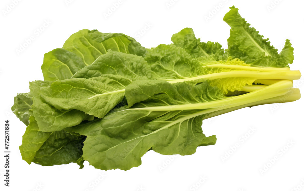 A bunch of fresh lettuce leaves beautifully arranged on a clean white background A bunch of fresh lettuce leaves beautifully arranged on a clean white background