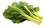 A vibrant bunch of lettuce sitting on a pristine white background
