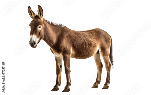 A solitary donkey gazes into the distance against a serene white backdrop