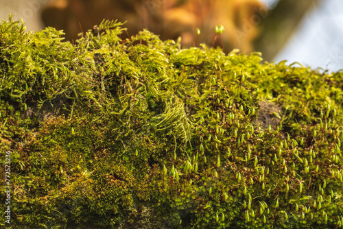 moss on a branch