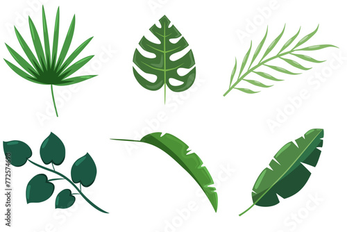 Collection of exotic tropical leaves  Rapalostylis  Rapis  fern. A set of Hawaiian plants. Vector elements are highlighted on a white background. Realistic botanical illustration.
