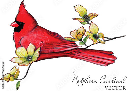 Vector illustration of an original hand painted northern cardinal sitting on a flowering dogwood branch