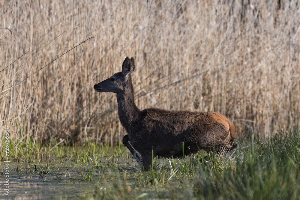 Beautiful deer Cervus elaphus in a beautiful pose, female deer doe in the game refuge, nature reserve, overgrown pond Beautiful deer Cervus elaphus in a beautiful pose, female deer doe in the game refuge, nature reserve, overgrown pond