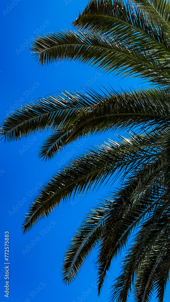 palm tree