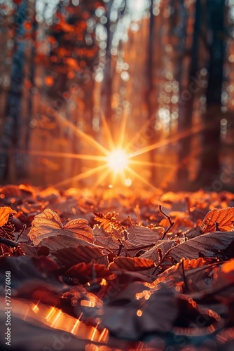 Sun Shining Through Trees in the Woods © Jorge Ferreiro