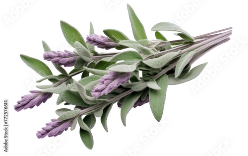 A cluster of vibrant lavender flowers bloom alongside lush green leaves in a serene meadow