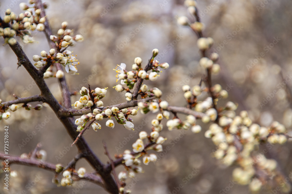 Fototapeta premium prunus spinosa closeup