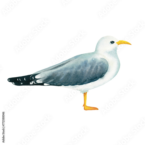 Grey seagull portrait on white background. Watercolor sea gull standing on his feet. Watercolor seagull wildlife bird isolated. Beach art on the theme of sea fishing. Hand painted illustration. Could photo