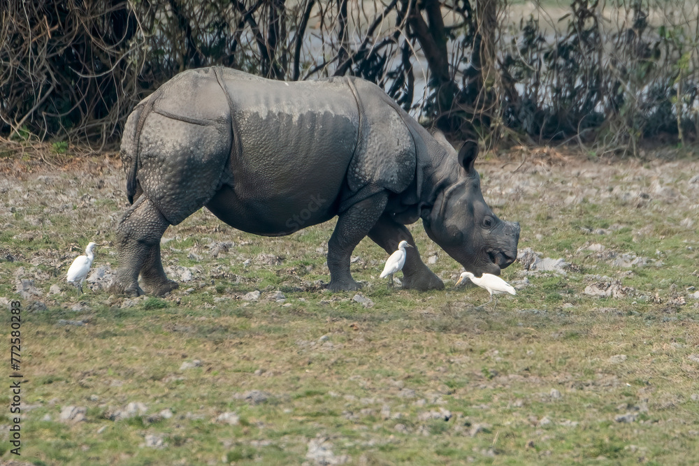 Fototapeta premium Indian one-horned rhino in the wild