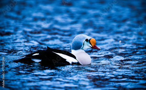 Obraz na plátně king eider on the sea