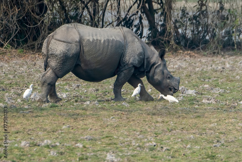 Indian one-horned rhino in the wild