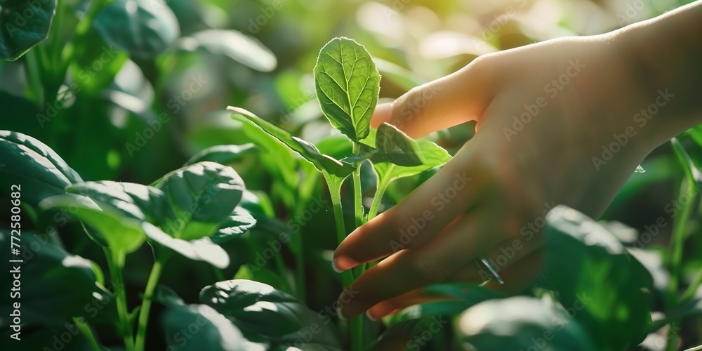 farmer's hands tending to the crops farmer's hands tending to the crops