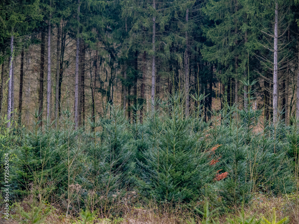 Wiederaufforstung durch Anpflanzen junger Bäume im Mischwald Wiederaufforstung durch Anpflanzen junger Bäume im Mischwald