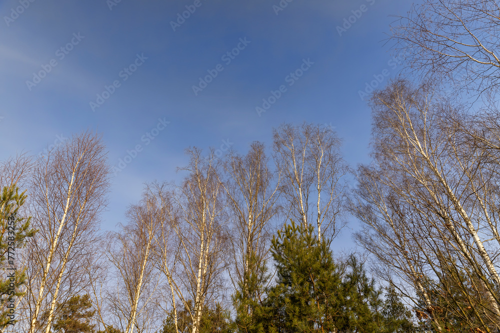 trees without foliage in the winter season trees without foliage in the winter season