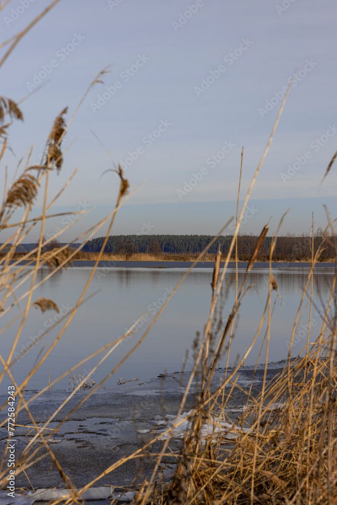 dry grass growing on the lake against the blue sky dry grass growing on the lake against the blue sky