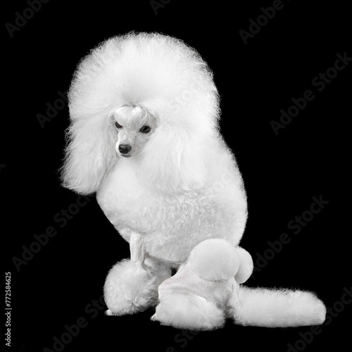 Elegant white toy poodle