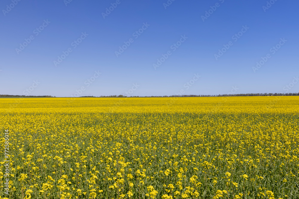 rapeseed blooming in a field with yellow flowers rapeseed blooming in a field with yellow flowers