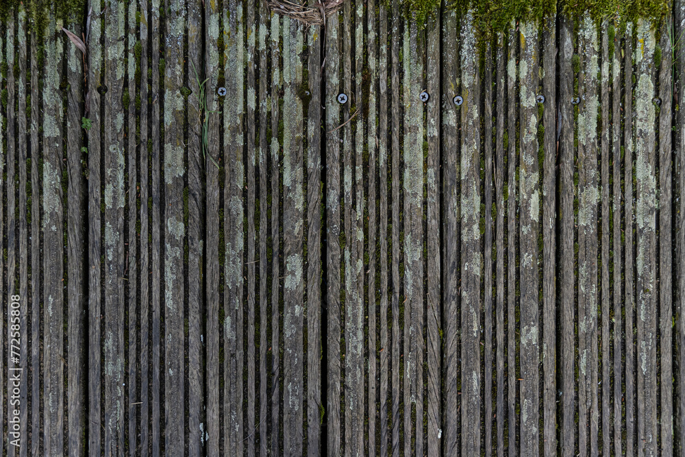 Weathered wooden surface with moss growing on it Weathered wooden surface with moss growing on it