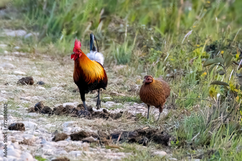 Fototapeta premium Red junglefowl in the wild