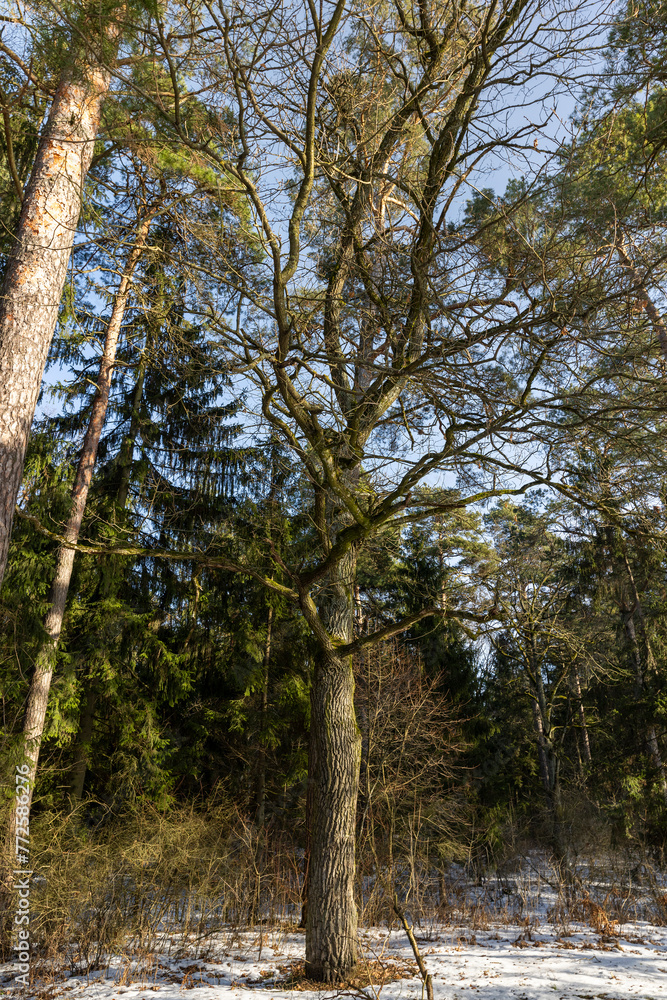 trees without foliage in the winter season trees without foliage in the winter season