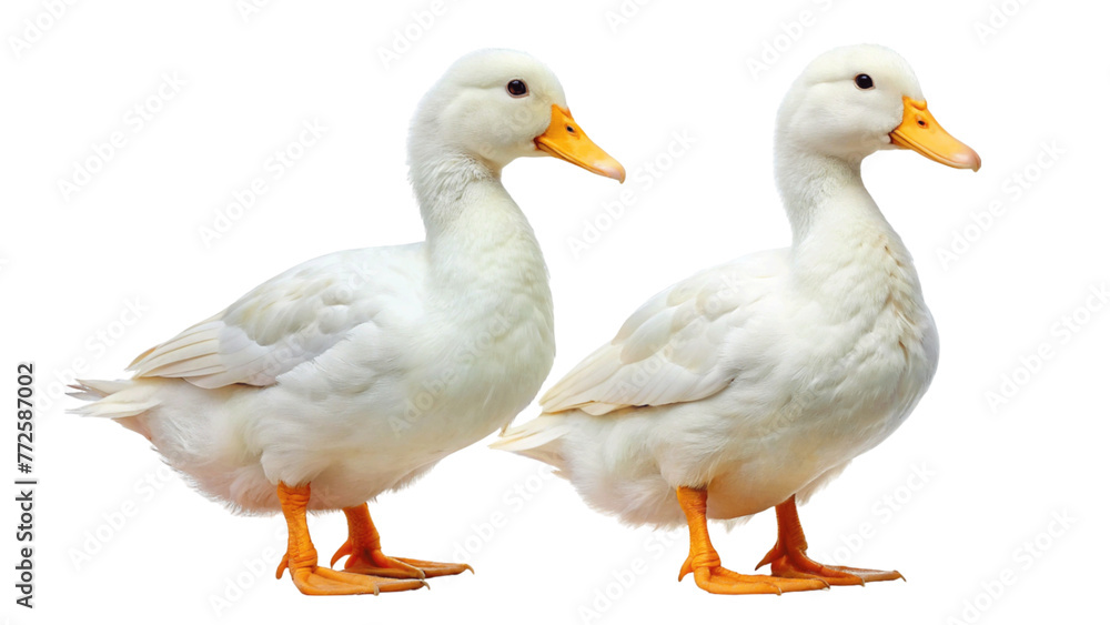2 white ducks isolated on Transparent background. National Mother Goose Day 2 white ducks isolated on Transparent background. National Mother Goose Day