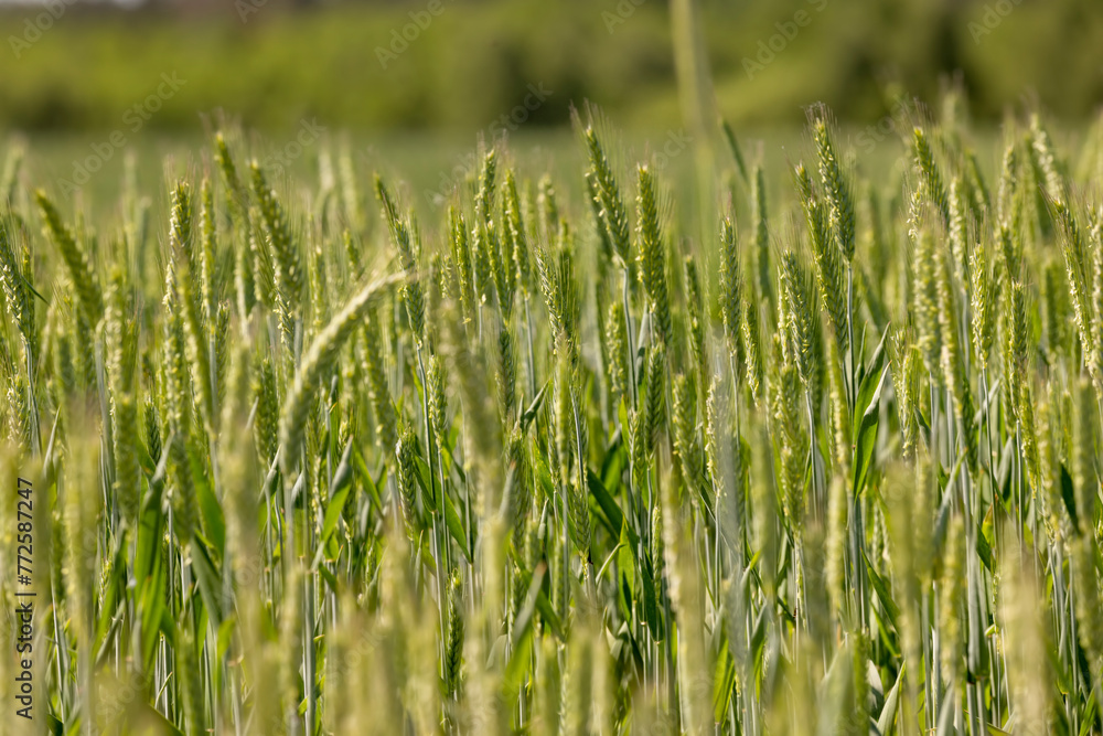Fototapeta premium a field with green wheat in sunny weather