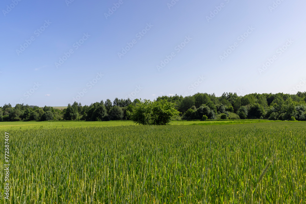 green ears of wheat during cultivation, unripe green wheat green ears of wheat during cultivation, unripe green wheat