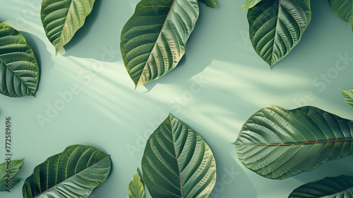 Minimalist pastel background with green leaves. Kratom leaves on pastel background. © Noize
