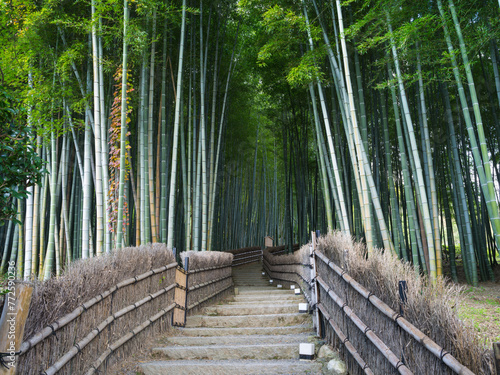 Arashiyama bamboo forest, Kyoto, Japan © eyetronic