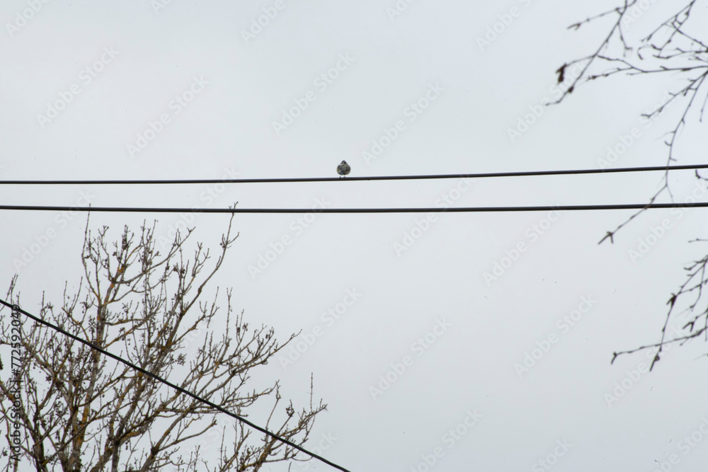 birds on wire birds on wire