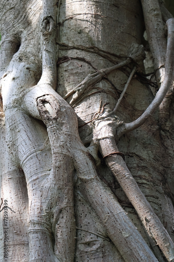 Tree Trunk with Roots