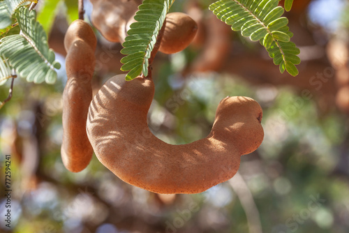 Tamarindo Samen auf einem Baum © topshots