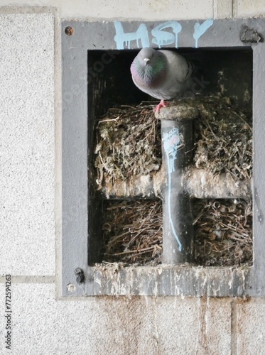 Taube brütet in Mauerauslassung