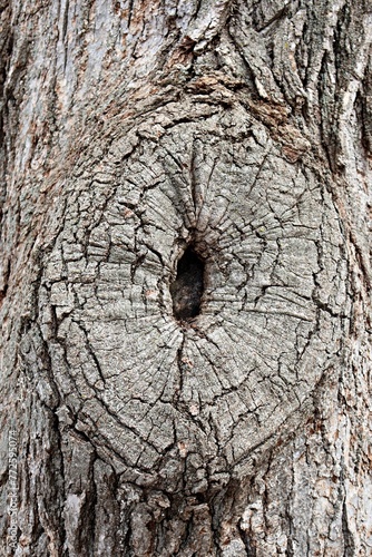 Tree Trunk with Knothole photo