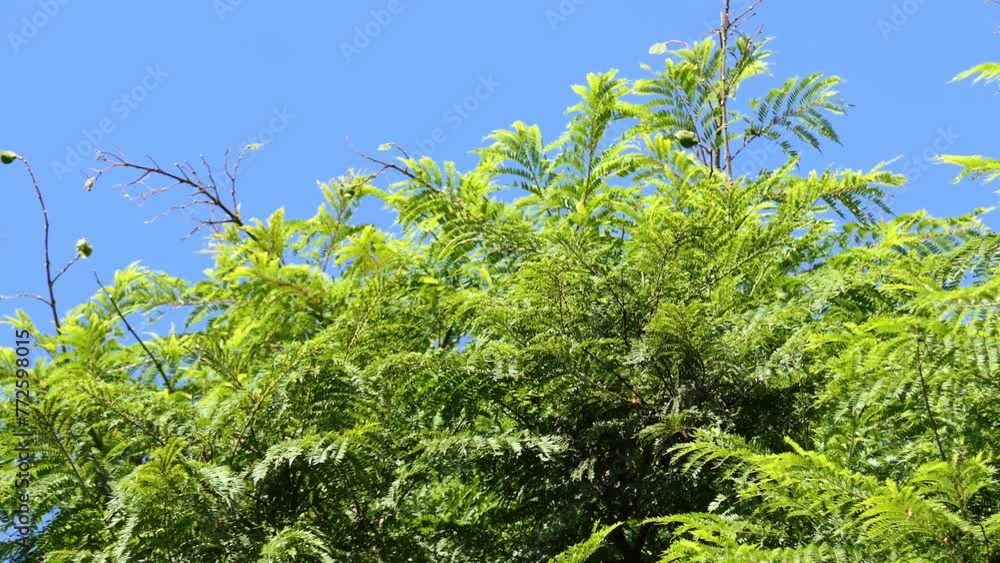 Jacaranda mimosifolia (blue jacaranda, black poui, or as the fern tree) is sub-tropical tree native to South America that long-lasting pale indigo flowers. Jacaranda mimosifolia (blue jacaranda, black poui, or as the fern tree) is sub-tropical tree native to South America that long-lasting pale indigo flowers.