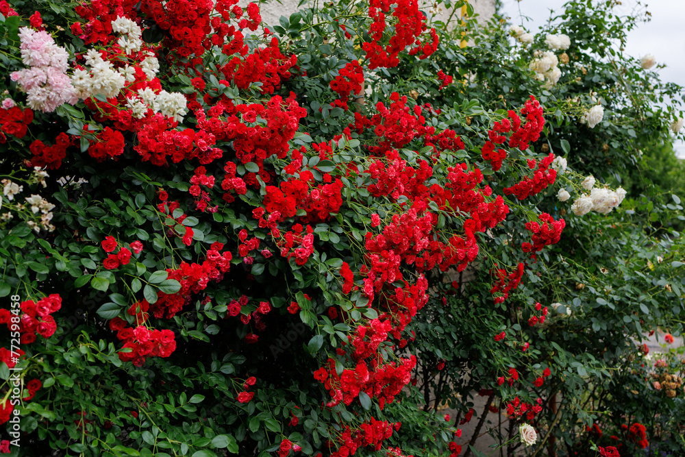 A bush with red flowers and green leaves