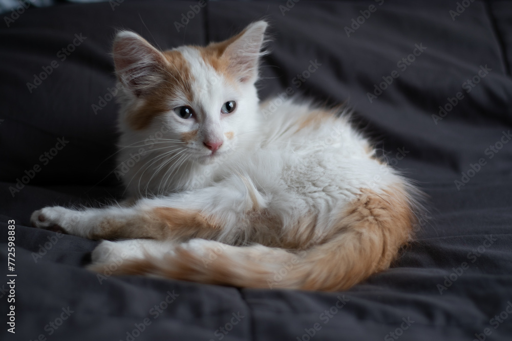 Adorable Ginger and White Kitten Resting on Bed