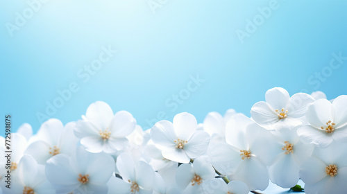 White flowers closeup over blurred background